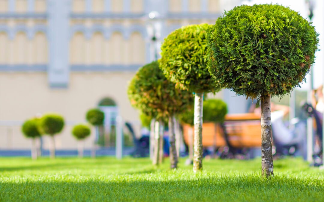 services for lawn care